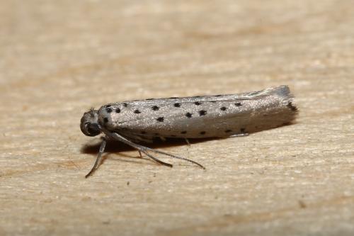 Yponomeuta sedella